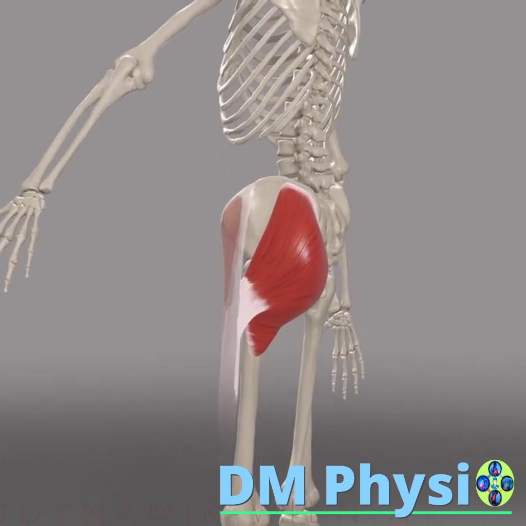 Изображение на голям седалищен мускул